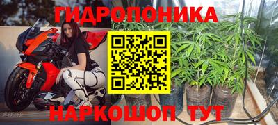 шишки Заволжье